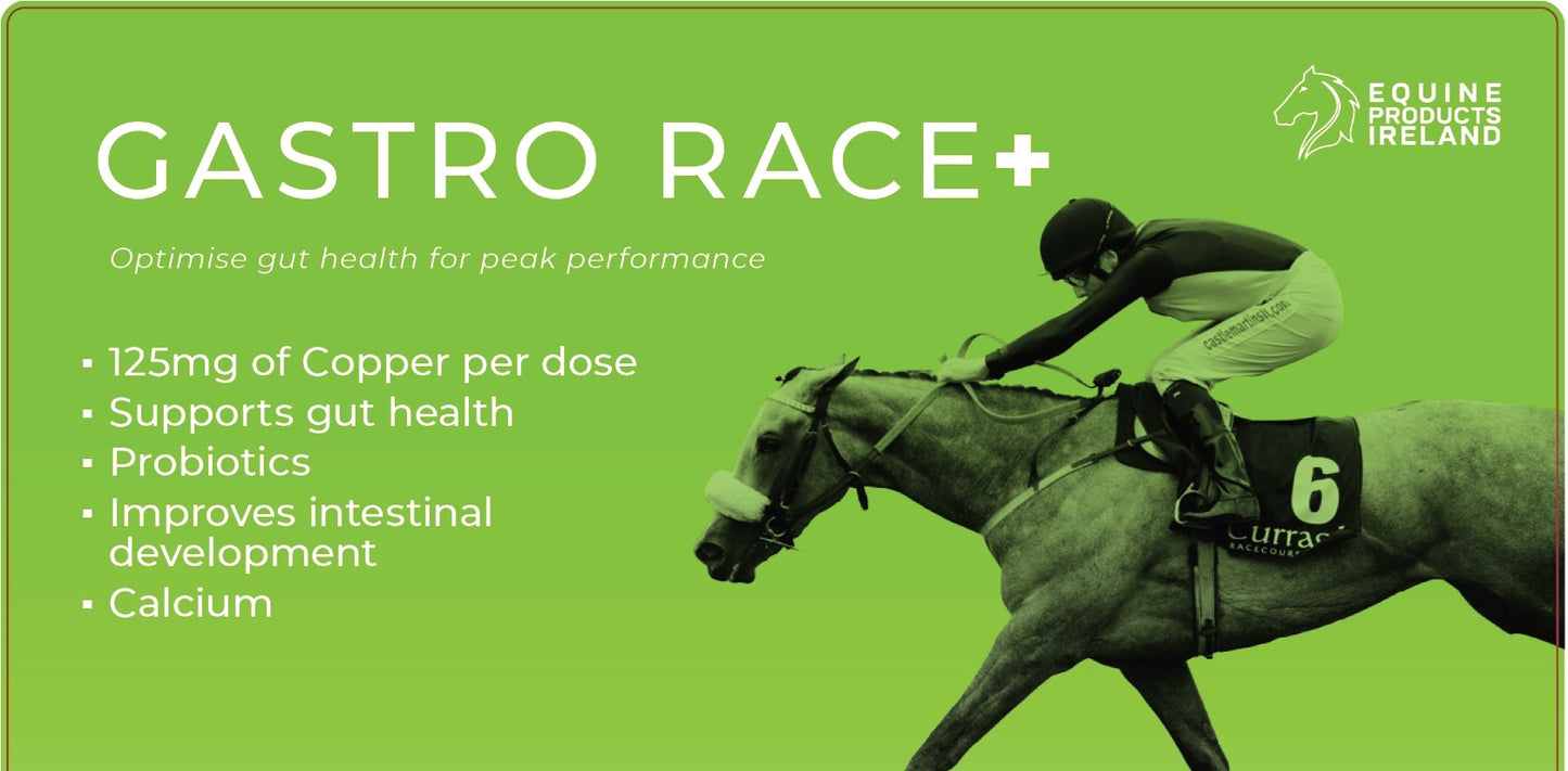 Gastro Race +