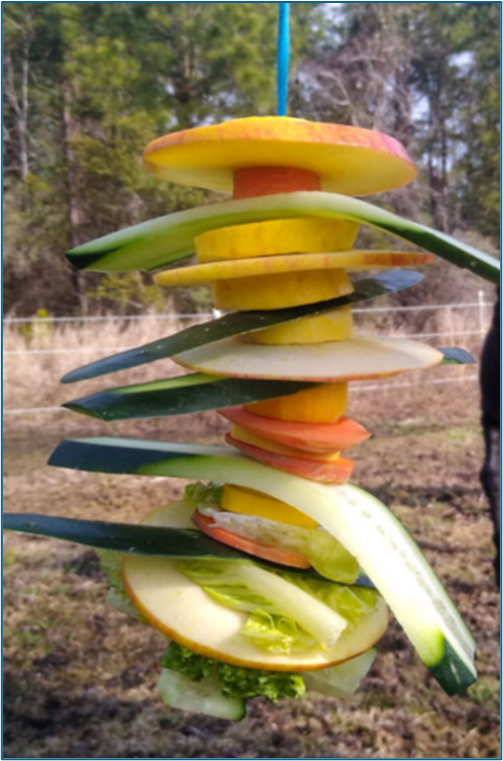 The Happy Horse Enrichment Guide