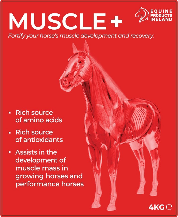 Muscle +